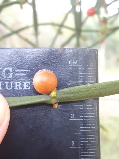 Viscum combreticola, photographed by Manuel R Popp