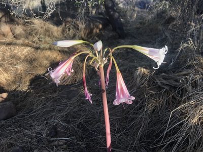 Crinum variabile, photographed by Sam McCarren
