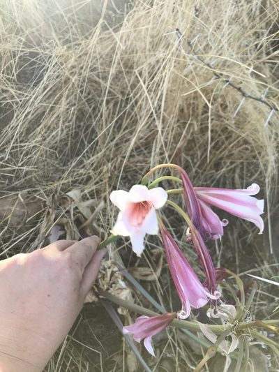 Crinum variabile, photographed by Sam McCarren