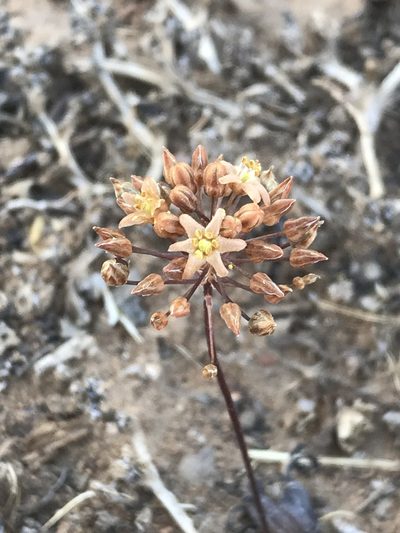 Austronea pulchromarginata, photographed by Sam McCarren