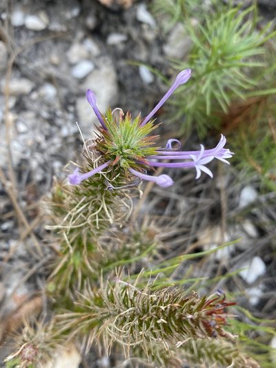 Merciera tenuifolia, photographed by Dave U