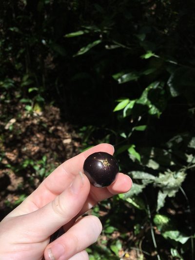 Plinia cauliflora, photographed by Carrie Seltzer