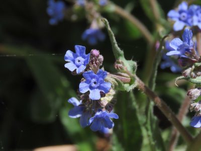 Cynoglottis barrelieri, photographed by Emanuele Santarelli