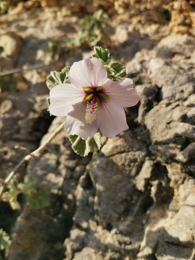 Malva subovata, photographed by Roland Godon