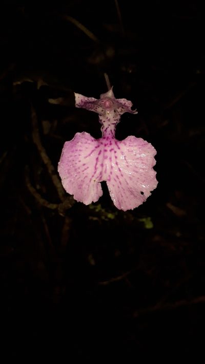 Comparettia macroplectron, photographed by Dimitri