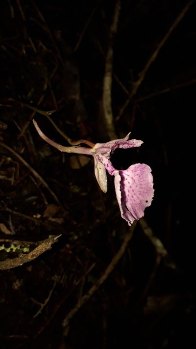 Comparettia macroplectron, photographed by Dimitri