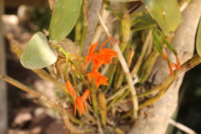Guarianthe aurantiaca, photographed by Viacheslav Shalisko