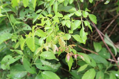 Serjania polyphylla, photographed by Brian Oakes Haiti Hunter
