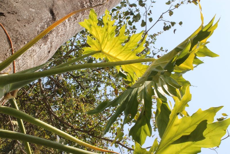 Philodendron dressleri, photographed by Viacheslav Shalisko