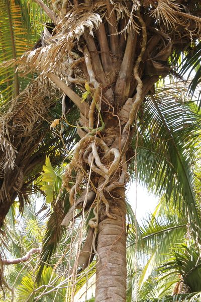 Philodendron dressleri, photographed by Viacheslav Shalisko