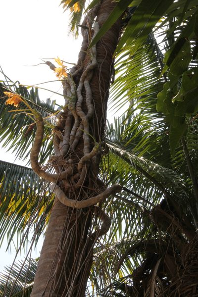 Philodendron dressleri, photographed by Viacheslav Shalisko