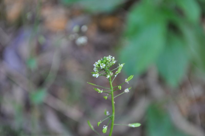 Drabella muralis, photographed by Josep Gesti