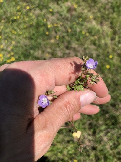 Phacelia glabra, photographed by Dan Johnson