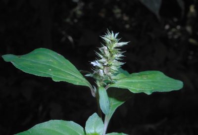 Lepidagathis alopecuroidea, photographed by J. L. Gómez-Hechavarría