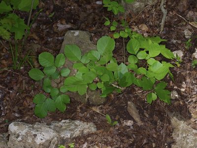 Fraxinus albicans, photographed by Michelle W. （鍾偉瑋）