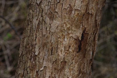 Quercus sinuata, photographed by Michelle W. （鍾偉瑋）