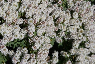 Veronica glaucophylla, photographed by Jon Sullivan