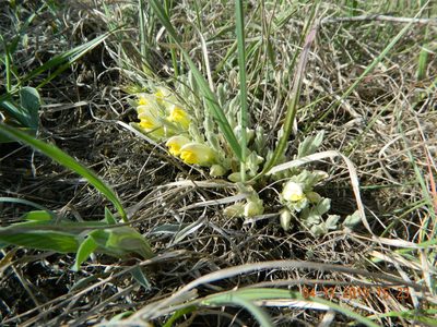 Cymbaria borysthenica, photographed by Galyna Mykytynets