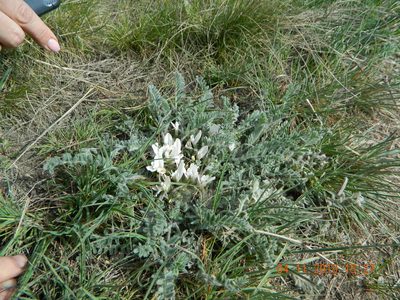 Astragalus dolichophyllus, photographed by Galyna Mykytynets