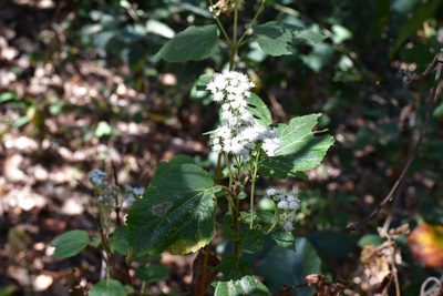 Ageratina vernalis, photographed by Neptalí Ramírez Marcial