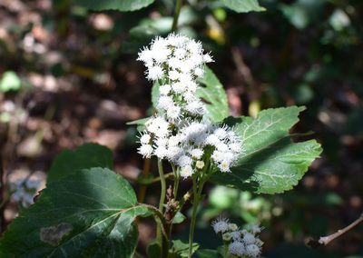 Ageratina vernalis, photographed by Neptalí Ramírez Marcial