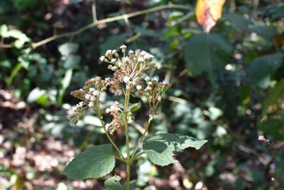 Ageratina vernalis, photographed by Neptalí Ramírez Marcial