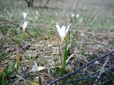 Crocus reticulatus, photographed by Valerii Darmostuk