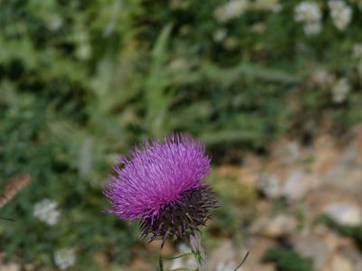 Carduus nigrescens, photographed by Yves Bas