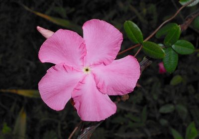 Mesechites roseus, photographed by J. L. Gómez-Hechavarría