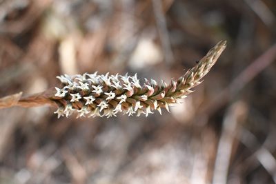 Aulosepalum pyramidale, photographed by Neptalí Ramírez Marcial