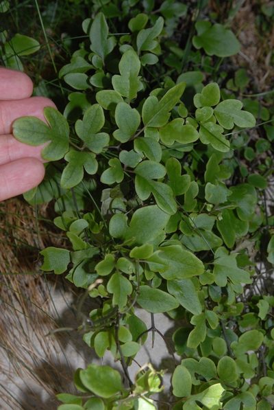 Clematis petriei, photographed by Jon Sullivan