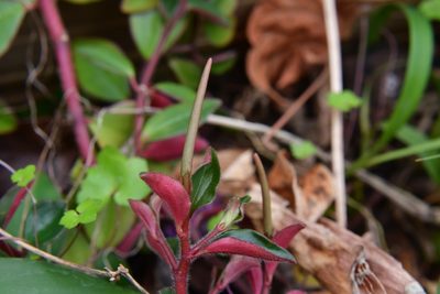 Peperomia consoquitlana, photographed by Neptalí Ramírez Marcial