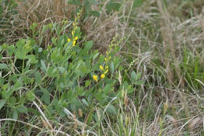Baptisia sphaerocarpa, photographed by Rich Sommer