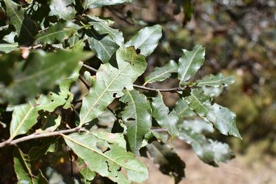Quercus ocoteifolia, photographed by Neptalí Ramírez Marcial