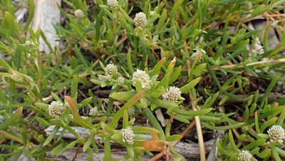 Gomphrena vermicularis, photographed by John Abrams