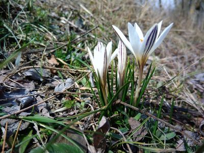 Crocus reticulatus, photographed by Valerii Darmostuk