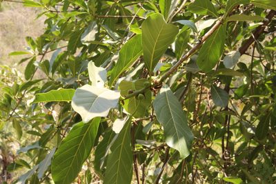 Ficus obtusifolia, photographed by Viacheslav Shalisko