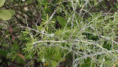 Lycium carolinianum, photographed by John Abrams