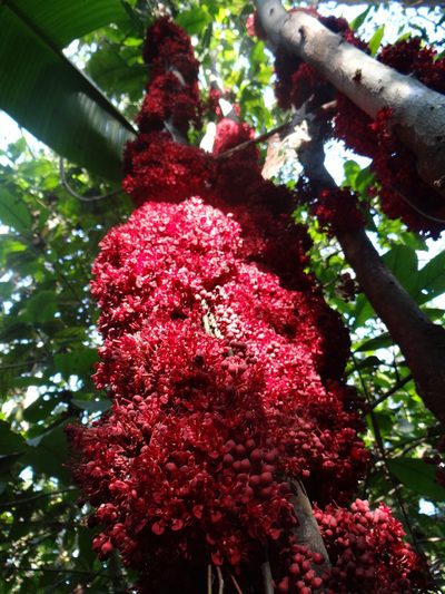Theobroma speciosum, photographed by Vincent A. Vos