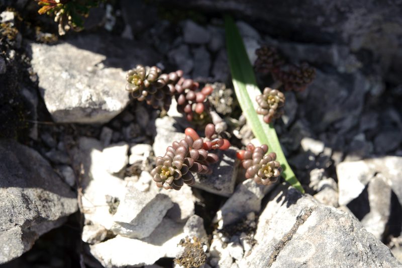 Sedum tarokoense, photographed by Cheng-Tao Lin