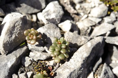 Sedum tarokoense, photographed by Cheng-Tao Lin