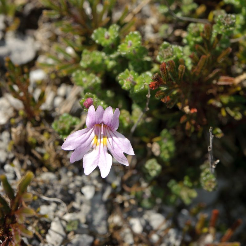 Euphrasia tarokoana, photographed by Cheng-Tao Lin