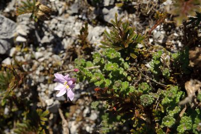 Euphrasia tarokoana, photographed by Cheng-Tao Lin