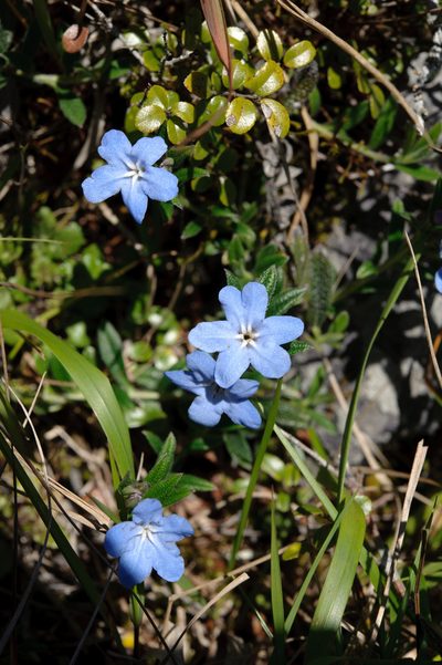 Aegonychon zollingeri, photographed by Cheng-Tao Lin