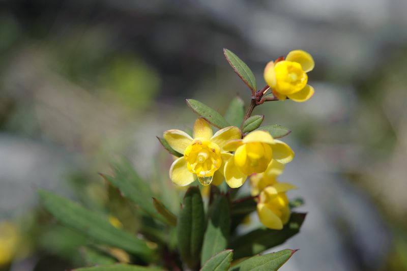 Berberis tarokoensis, photographed by Cheng-Tao Lin