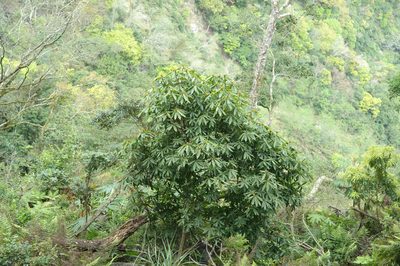 Neolitsea konishii, photographed by Cheng-Tao Lin