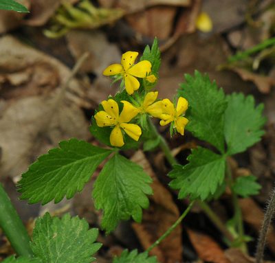 Aremonia agrimonoides, photographed by Todd Boland
