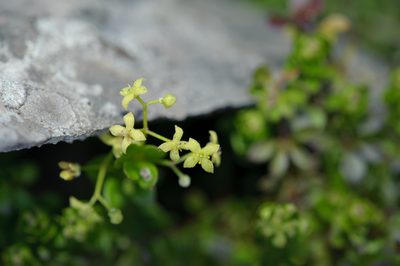 Galium tarokoense, photographed by Cheng-Tao Lin