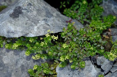 Galium tarokoense, photographed by Cheng-Tao Lin