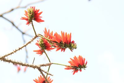 Erythrina variegata, photographed by S.MORE